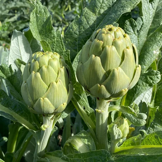 Artichokes on the plant, close up