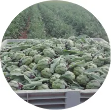 Freshly harvested artichokes in crates